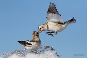 Snow Buntings and ice