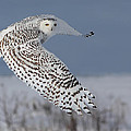 Snowy in action