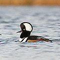 Hooded Mergansers