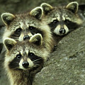 Tres Banditos